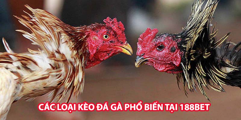 Kèo chấp là loại kèo đá gà được nhiều người chơi yêu thích nhất. Đây là phương thức mà nhà cái 188Bet đưa ra tỷ lệ chấp giữa hai chú gà dựa trên sức mạnh thi đấu của chúng. Khi đặt cược vào kèo chấp, người chơi cần lựa chọn một bên gà với hy vọng vượt qua tỷ lệ chấp mà nhà cái đã quy định.